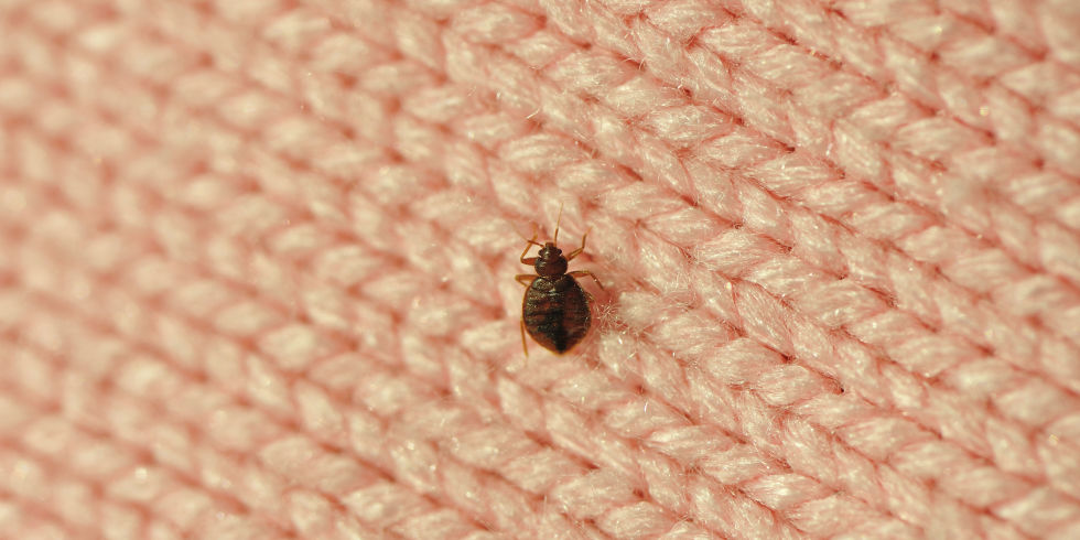 Where Are Bed Bugs Found In The Wild Where Are Bed Bugs Found In The Wild
