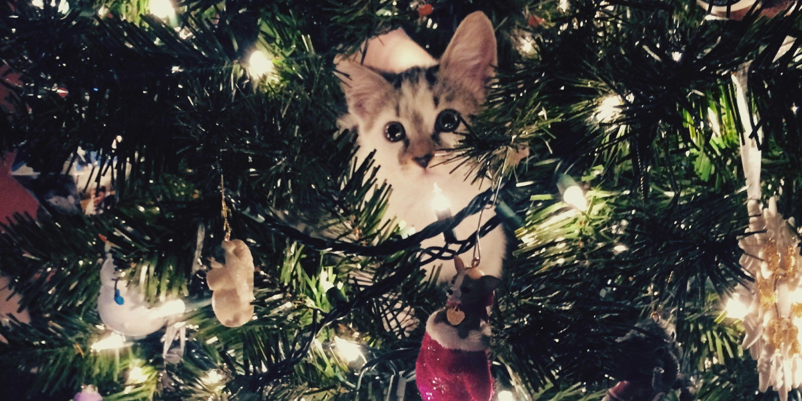 when to take down your christmas tree when should i take when to take down your christmas tree when should i take