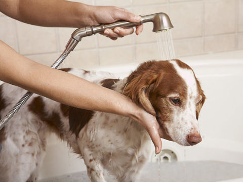 how to give puppy a bath how to give a a bath tips for getting dogs clean how to give puppy a bath how to give a a bath tips for getting dogs clean
