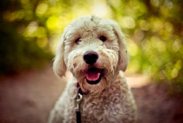 Best Designer Dog Breeds For Families Best Designer Dog Breeds For Families
